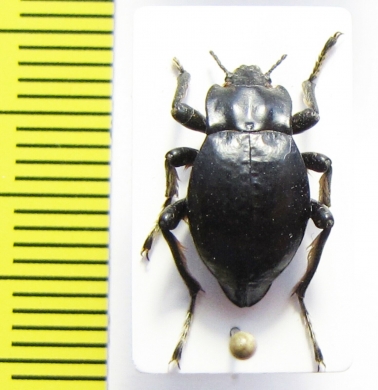 Psectrascelis escobari  Peru - INSECTS-STORE.RU