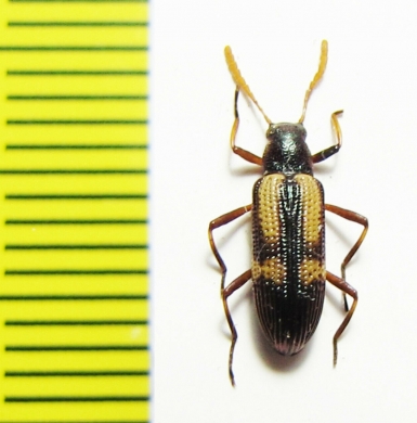 Strongylium luteicorne  Peru - INSECTS-STORE.RU