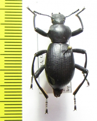 Tenebrionidae sp.  USA - INSECTS-STORE.RU