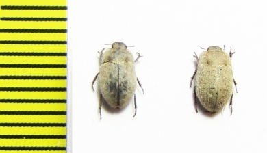 Ammodonus fossor  USA - INSECTS-STORE.RU