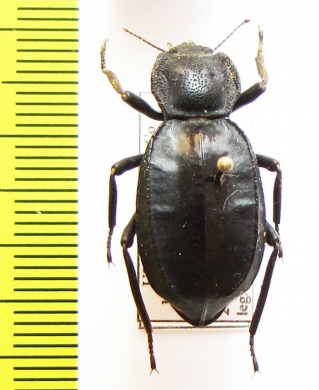 Asidina confluens  USA - INSECTS-STORE.RU