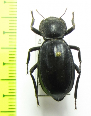 Asidina confluens  USA - INSECTS-STORE.RU