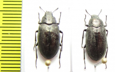 Bothrotes canaliculatus acutus  USA - INSECTS-STORE.RU