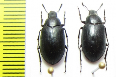 Bothrotes sp.  USA - INSECTS-STORE.RU