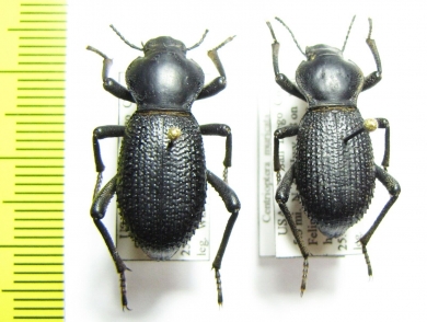 Centrioptera muricata  USA - INSECTS-STORE.RU