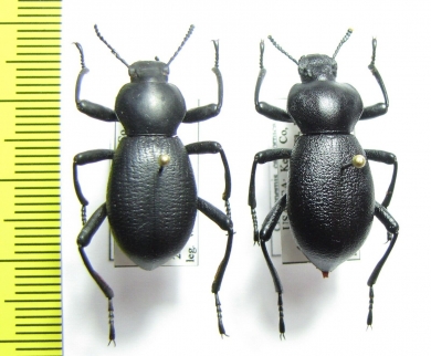 Coelocnemis californica, pair  USA - INSECTS-STORE.RU
