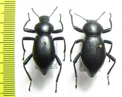 Coelocnemis magna, pair  USA - INSECTS-STORE.RU