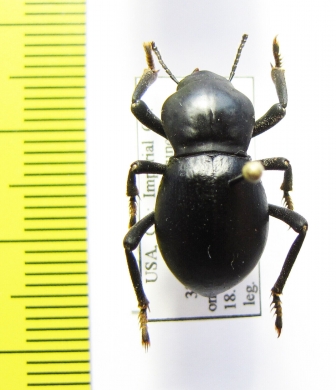 Cryptoglossa laevis  USA - INSECTS-STORE.RU