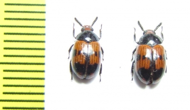 Diaperis nigronotata  USA - INSECTS-STORE.RU