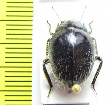 Edrotes ventricosus  USA - INSECTS-STORE.RU