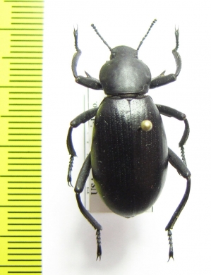 Eleodes armatus  USA - INSECTS-STORE.RU