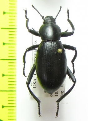 Eleodes armatus  USA - INSECTS-STORE.RU