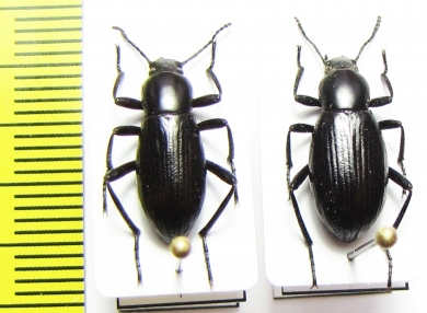 Eleodes carbonaria  USA - INSECTS-STORE.RU