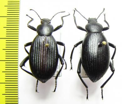 Eleodes hispilabris, pair  USA - INSECTS-STORE.RU
