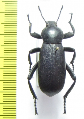 Eleodes obscura  USA - INSECTS-STORE.RU