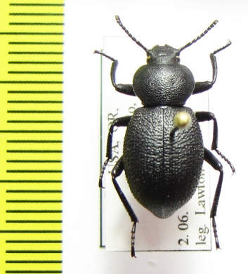 Eleodes rotundipennis  USA - INSECTS-STORE.RU