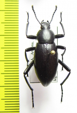 Eleodes sp.  USA, Arizona - INSECTS-STORE.RU