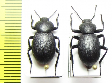 Eleodes sp.  USA, California - INSECTS-STORE.RU