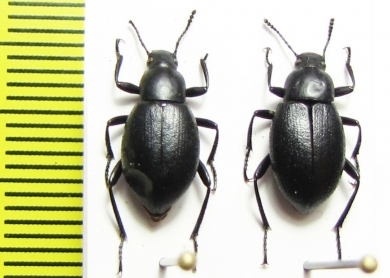 Eleodes sp.  USA, Nebrasca - INSECTS-STORE.RU