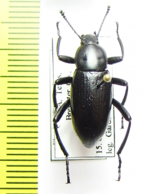 Eleodes sp.  USA, Texas - INSECTS-STORE.RU