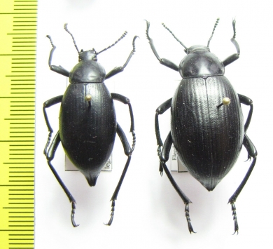 Eleodes spinipes ventricosus, pair  USA - INSECTS-STORE.RU