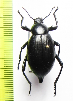 Eleodes spinipes ventricosus  USA - INSECTS-STORE.RU