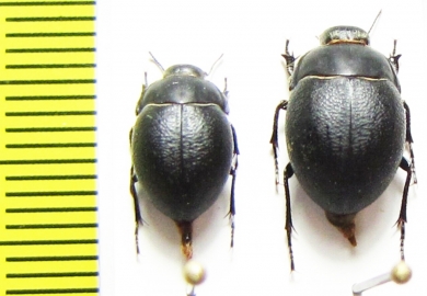 Eusattus muricatus  USA - INSECTS-STORE.RU