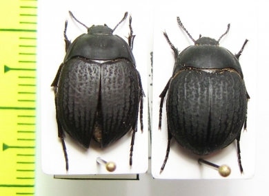 Eusattus reticulatus  USA - INSECTS-STORE.RU