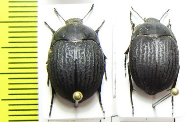 Eusattus reticulatus  USA - INSECTS-STORE.RU