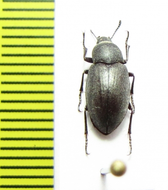 Lobometopon ovale  USA - INSECTS-STORE.RU