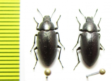 Lobometopon sp.  USA - INSECTS-STORE.RU