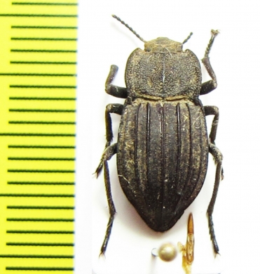 Pelecyphorus liratus  USA - INSECTS-STORE.RU