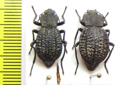 Philolithus morbillosus, pair  USA - INSECTS-STORE.RU