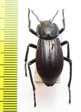 Stenomorpha marginata  USA - INSECTS-STORE.RU