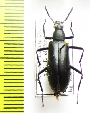 Strongylium atrum  USA - INSECTS-STORE.RU