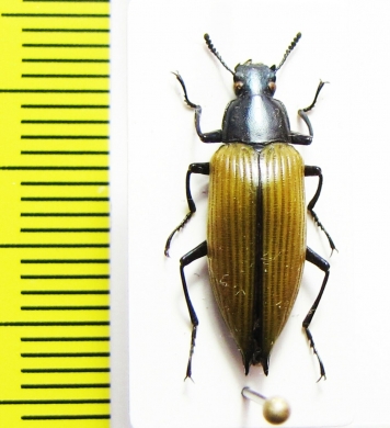 Tenebrionidae sp.  Bolivia - INSECTS-STORE.RU