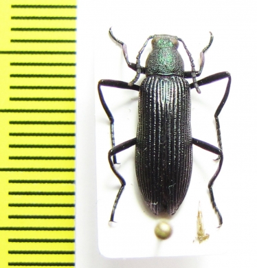 Tenebrionidae sp.  Bolivia - INSECTS-STORE.RU