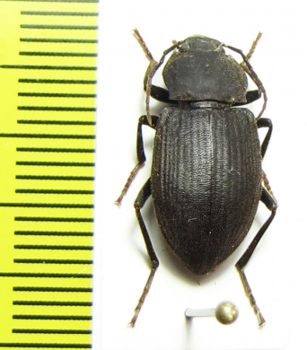 Tenebrionidae sp.  New Caledonia - INSECTS-STORE.RU