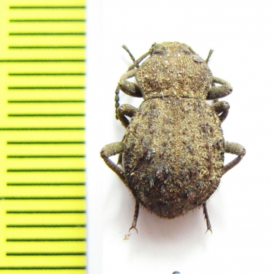 Tenebrionidae sp.  Senegal - INSECTS-STORE.RU