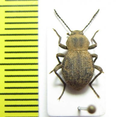 Tenebrionidae sp.  Senegal - INSECTS-STORE.RU