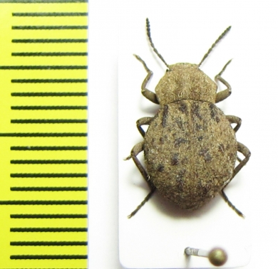 Tenebrionidae sp.  Senegal - INSECTS-STORE.RU