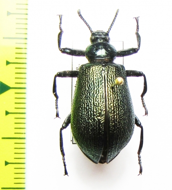 Metallonotus denticollis  Ghana - INSECTS-STORE.RU