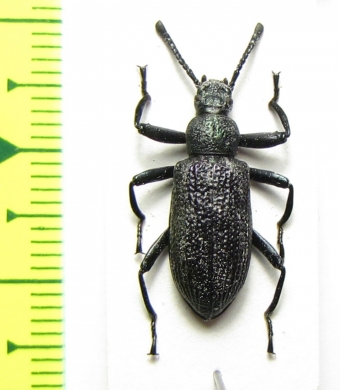 Metallonotus metallicus  Togo - INSECTS-STORE.RU