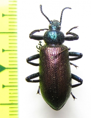 Metallonotus speciosus elegans  Guinee - INSECTS-STORE.RU