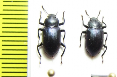 Nesocyrtosoma crenulatum  Dominican Rep. - INSECTS-STORE.RU