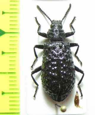 Phymatestes tuberculatus, male  French Guiana - INSECTS-STORE.RU