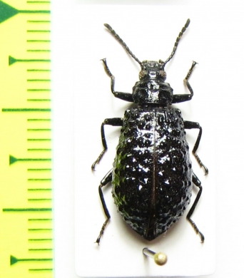 Phymatestes tuberculatus, female  French Guiana - INSECTS-STORE.RU