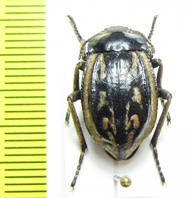 Pilobalia forsteri  Bolivia - INSECTS-STORE.RU