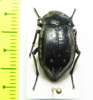 Pilobalia oblonga  Bolivia - INSECTS-STORE.RU