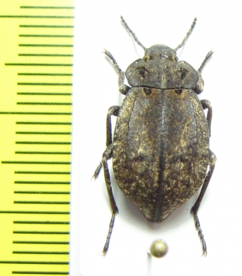 Pilobalia sp.  Bolivia - INSECTS-STORE.RU